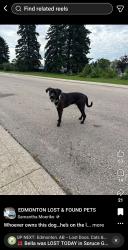 Lost Male Dog last seen Near 78st, Edmonton, AB T5C 1G6
