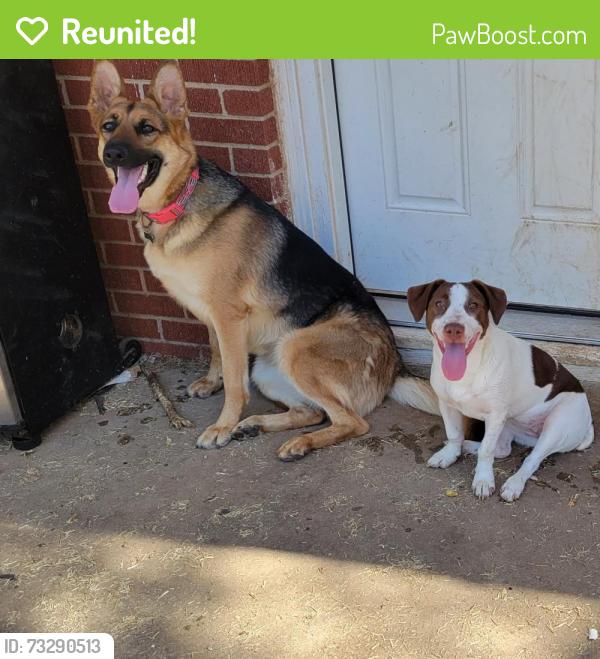 Reunited Female Dog last seen 38th and Raleigh ave, Lubbock, TX 79414