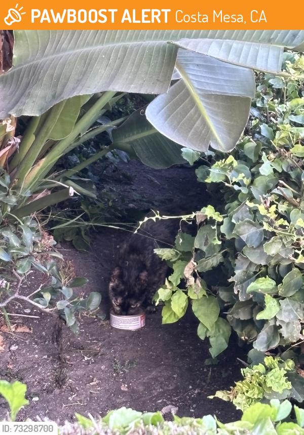 Found/Stray Female Cat last seen In the bushes in front of Coast apmts. Might be a stray. No collar pretty shy but slow blinked at me when I sat with her f, Costa Mesa, CA 92626