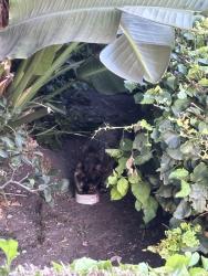 Found/Stray Female Cat last seen In the bushes in front of Coast apmts. Might be a stray. No collar pretty shy but slow blinked at me when I sat with her f, Costa Mesa, CA 92626