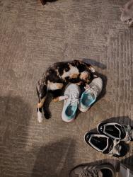 Reunited Female Cat last seen Saticoy & Louise, Los Angeles, CA 91406