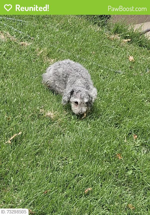 Reunited Female Dog last seen Sonic, Overland Park, KS 66212