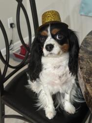 Reunited Female Dog last seen William dr, Howell Township, NJ 07731