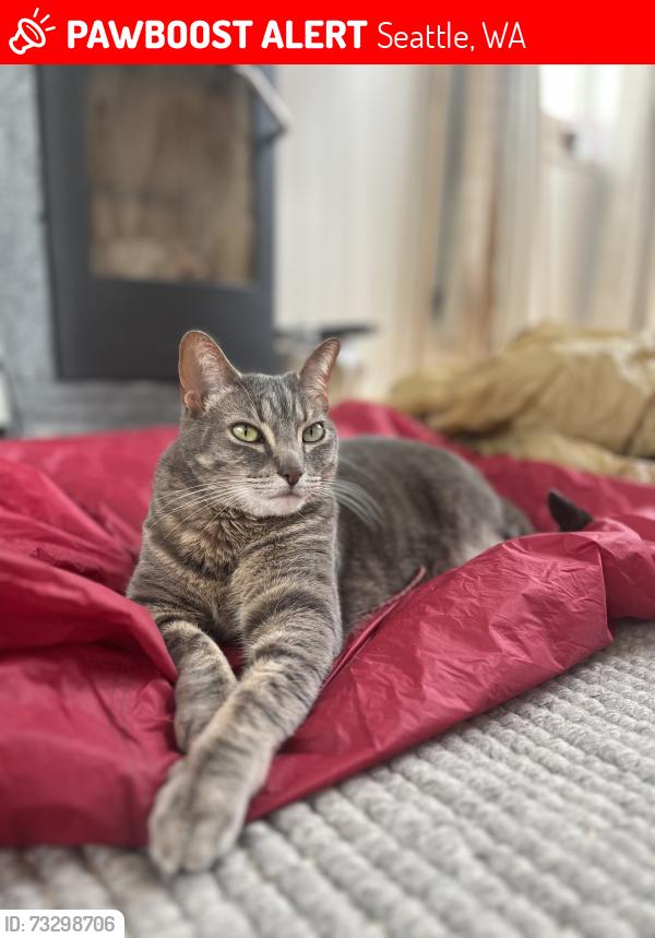 Lost Female Cat last seen Union and MLK Jr Way, Seattle, WA 98122