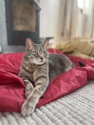 Lost Female Cat last seen Union and MLK Jr Way, Seattle, WA 98122