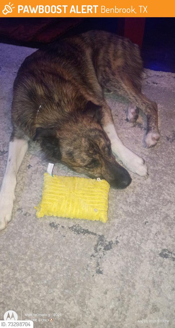 Found/Stray Male Dog last seen Chapin rd and Williams road, Benbrook, TX 76116
