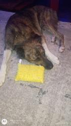Found/Stray Male Dog last seen Chapin rd and Williams road, Benbrook, TX 76116