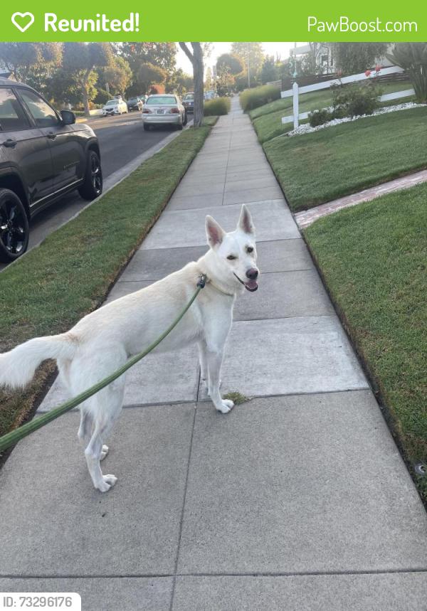 Reunited Male Dog last seen 14th & Ashland, Santa Monica, CA 90405