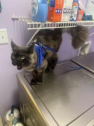 Reunited Unknown Cat last seen Sam Dee Rd, Charlotte 28215, Charlotte, NC 28215