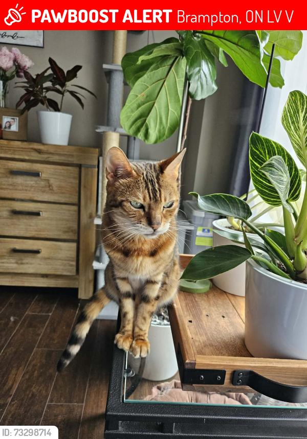 Lost Female Cat last seen Aspen parkway, Brampton, ON L6V 3V1