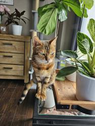 Lost Female Cat last seen Aspen parkway, Brampton, ON L6V 3V1