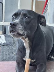 Found/Stray Female Dog last seen Van ness and 48th, Los Angeles, CA 90043
