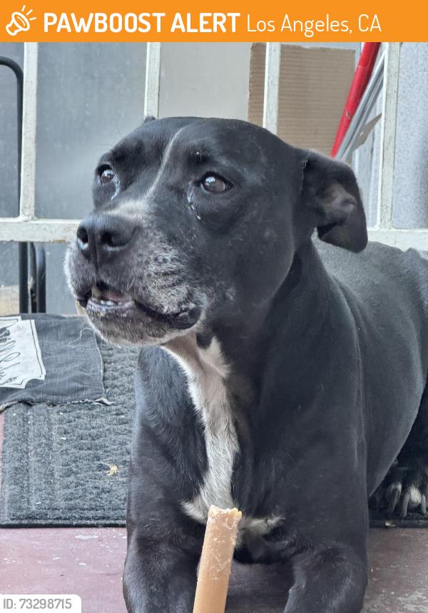 Found/Stray Female Dog last seen Van ness and 48th, Los Angeles, CA 90043