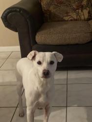 Reunited Male Dog last seen Sunset rd, Golden Gate, FL 34116