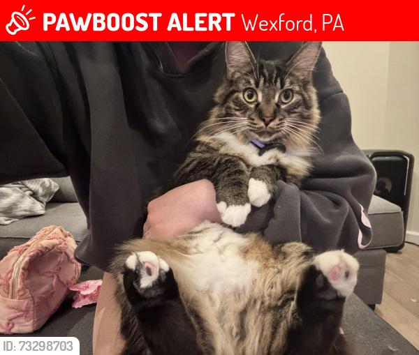 Lost Male Cat last seen Near the mccandless target in the hickory hills neighborhood, Wexford, PA 15090
