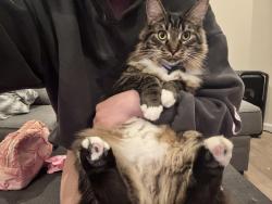 Lost Male Cat last seen Near the mccandless target in the hickory hills neighborhood, Wexford, PA 15090