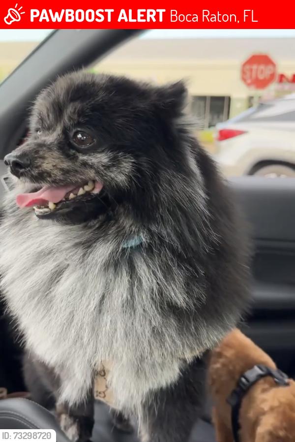 Lost Male Dog last seen Near brava way, Boca Raton, FL 33433