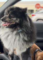 Lost Male Dog last seen Near brava way, Boca Raton, FL 33433