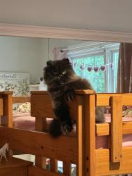 Reunited Male Cat last seen Fort Craig Dr, Lake Ridge, VA 22192, USA, Lake Ridge, VA 22192
