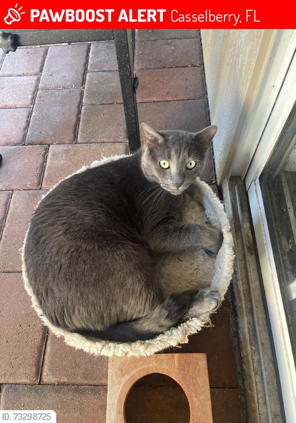 Lost Male Cat last seen Off red bug lake drive, Casselberry, FL 32707
