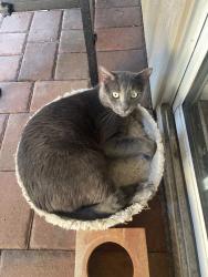 Lost Male Cat last seen Off red bug lake drive, Casselberry, FL 32707