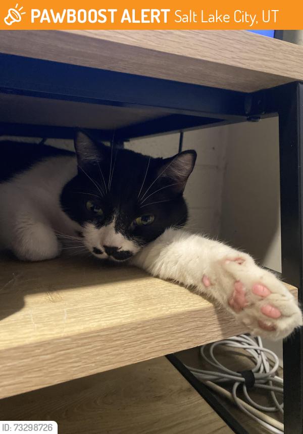 Found/Stray Male Cat last seen Harmons Brickyard, Salt Lake City, UT 84106