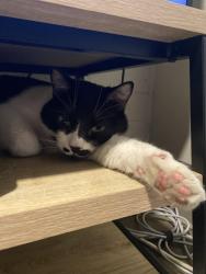 Found/Stray Male Cat last seen Harmons Brickyard, Salt Lake City, UT 84106