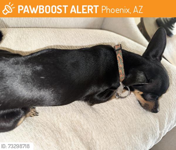 Found/Stray Male Dog last seen 32st and Indian school, Phoenix, AZ 85016