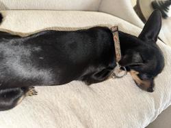 Found/Stray Male Dog last seen 32st and Indian school, Phoenix, AZ 85016
