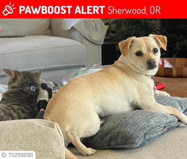 Lost Female Dog last seen Elwert and SW Kruger Roads, Sherwood, OR 97140