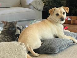 Lost Female Dog last seen Elwert and SW Kruger Roads, Sherwood, OR 97140