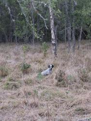 Lost Male Dog last seen Spring valley drive ,county road, Seven Points, TX 75143