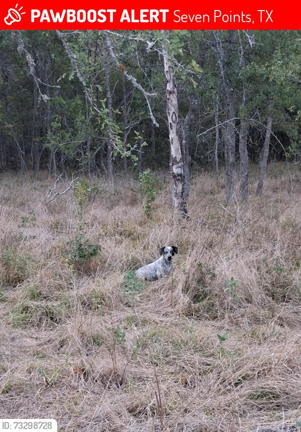 Lost Male Dog last seen Spring valley drive ,county road, Seven Points, TX 75143