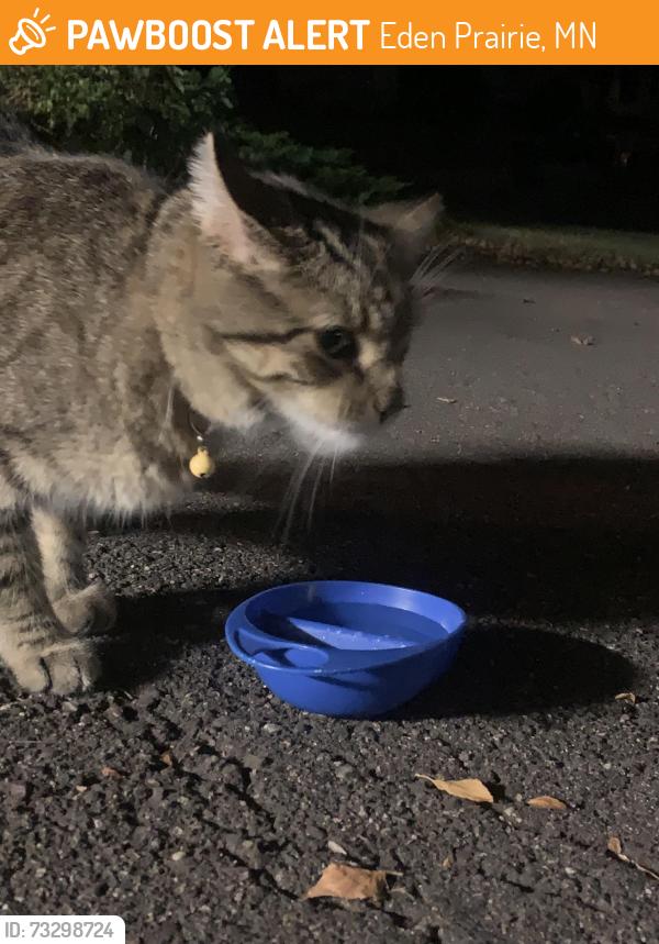 Found/Stray Male Cat last seen Forest Hills Elementary school in Eden Prairie, Eden Prairie, MN 55346