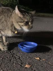 Found/Stray Male Cat last seen Forest Hills Elementary school in Eden Prairie, Eden Prairie, MN 55346
