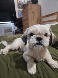 Reunited Male Dog last seen Fashion ave long beach, Long Beach, CA 90810