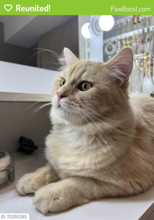 Reunited Male Cat last seen A.h.p matthew elementary school, Surrey, BC 