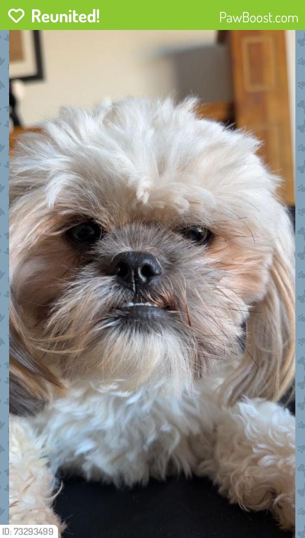 Reunited Male Dog last seen Cactus and reems, Surprise, AZ 85379