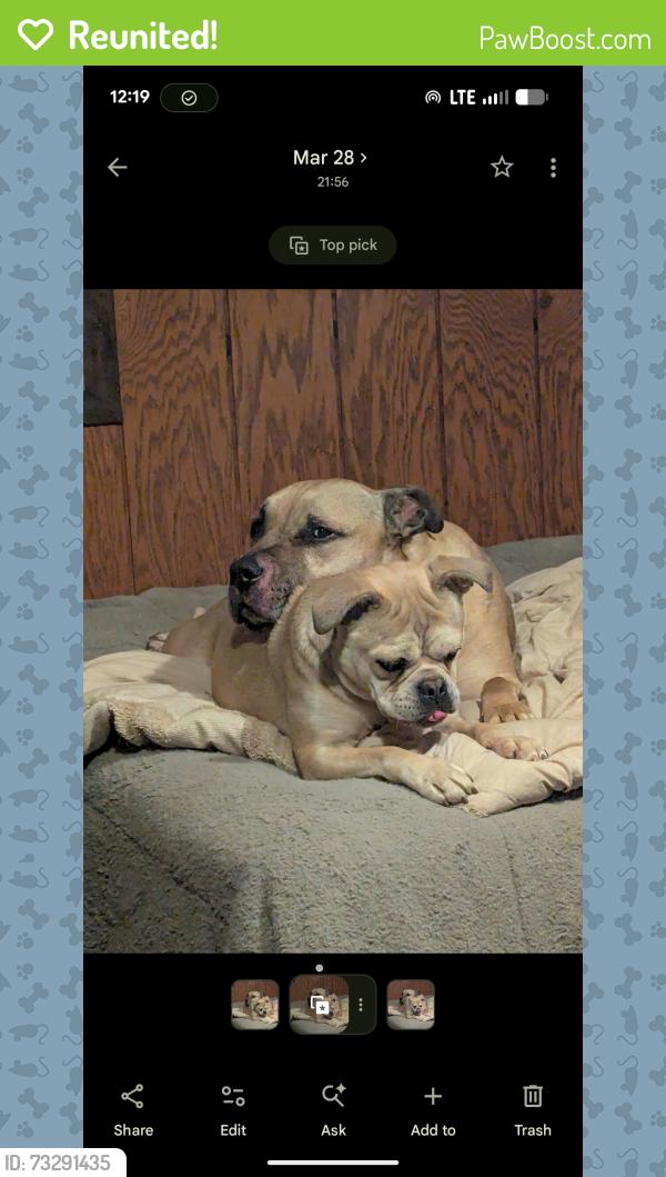Reunited Unknown Dog last seen Roundtop Rd, Gilmer County, GA 30540