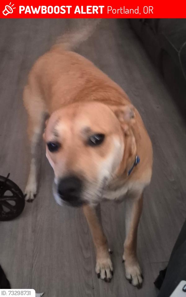 Lost Female Dog last seen sw 17th ave portland or 97205, Portland, OR 97219