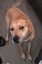 Lost Female Dog last seen sw 17th ave portland or 97205, Portland, OR 97219
