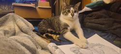 Lost Male Cat last seen Olson meyers way park n ride seattle wa, Seattle, WA 98106