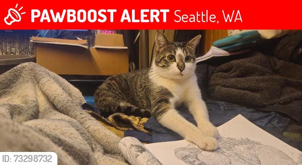 Lost Male Cat last seen Olson meyers way park n ride seattle wa, Seattle, WA 98106