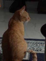 Lost Male Cat last seen Near shadow creek drive, Orlando, FL 32832
