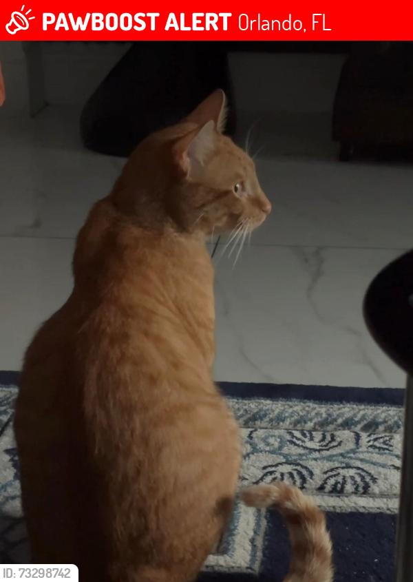 Lost Male Cat last seen Near shadow creek drive, Orlando, FL 32832