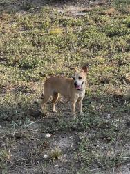 Found/Stray Female Dog last seen Wateka Drive near Bissonet, Houston, TX 77074