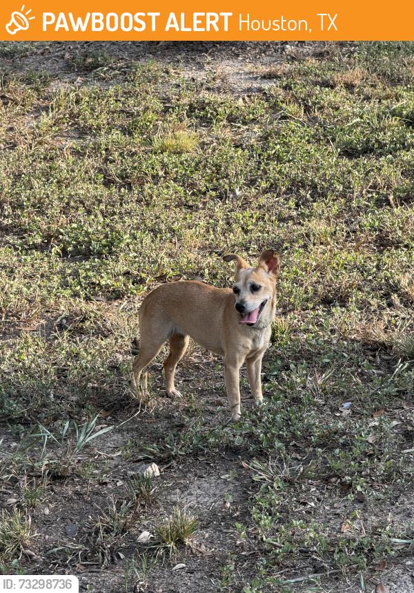 Found/Stray Female Dog last seen Wateka Drive near Bissonet, Houston, TX 77074
