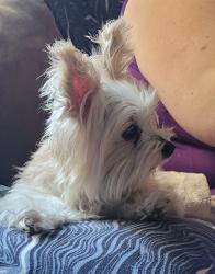 Reunited Unknown Dog last seen 68th se cooper, Portland, OR 97206