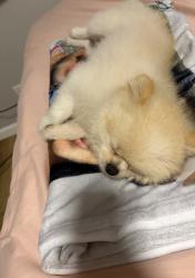 Reunited Male Dog last seen By Palomar St. and Hilltop Dr., Chula Vista, CA 91911