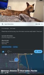 Reunited Female Dog last seen please if you have seen her around she left around 6:30pm, by bayside bridge and rooservelt, Pinellas County, FL 33760